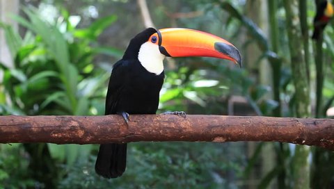 Colorful toucan sitting on a branch in a natural environment in Foz do Iguacu, Brazil
