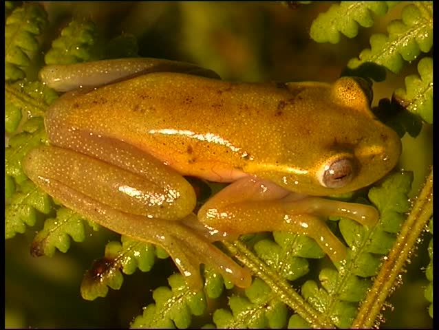 Tree frog (Hyloscirtus alytolylax) from cloudforest in the Ecuadorian Andes