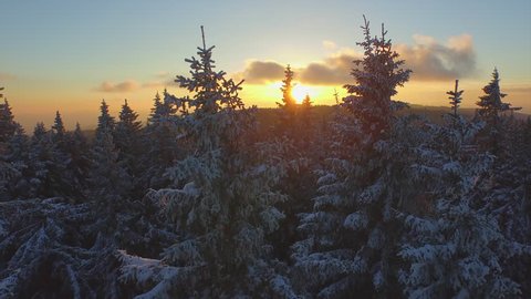 AERIAL: Frozen winter forest at sunset