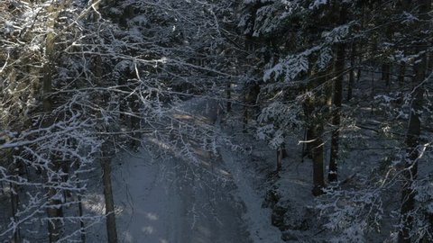 Aerial - Rising above the forest road past the snow-covered trees