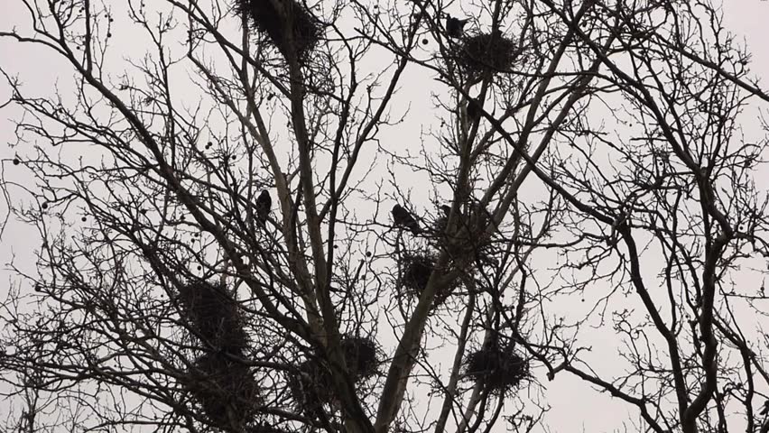 Гнездо вороны воронье гнездо варенье из малины