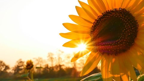 Sunflower field during sunset, Tilt up camera