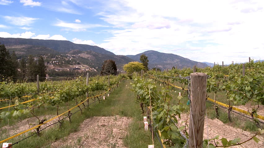 winery dolly shot