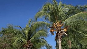 Stock Video Footage 1920X1080 Coconut Palm Breeze Tropical Nature Sky Yellow Royal. Trees, of yellow coconut fruits on blue sky background. Tropical nature close-up, sunny day. Fruit, harvest, product