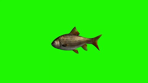 fish swimming fast - 3 different views - green screen
