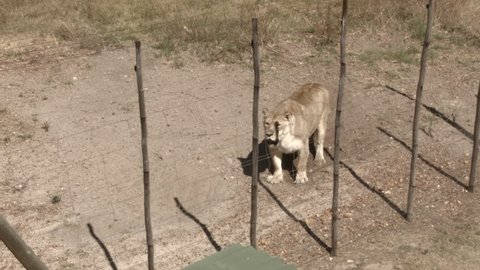 Female Lion digging a hole - Farm - South Africa