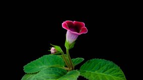 Gloxinia blossoms isolated on black background