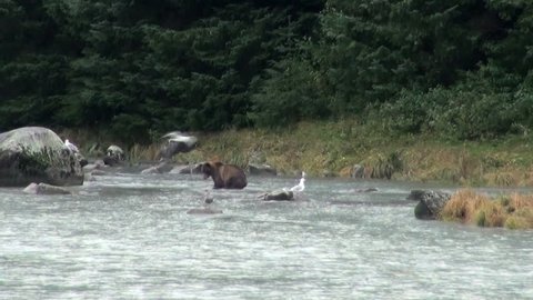 Brown Bear Fishing In Rainy Day - Animals In The Wild - Alaska - High Definition Video / Brown Bear - It Is Time For Lunch!