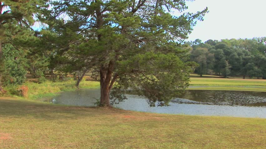 Louisiana Wetlands
A marshy area surrounded by trees in the Louisiana wetlands.