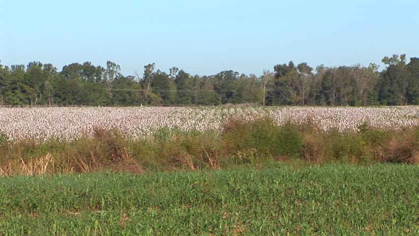 Louisiana Cotton Field
A cotton field in Louisiana.