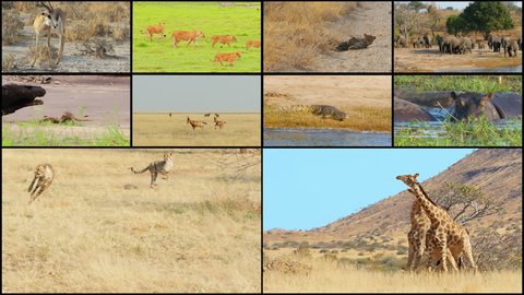 african wild animals sequence montage collage composition,the first two compositions last 4 seconds the last one last 8 seconds 4k 