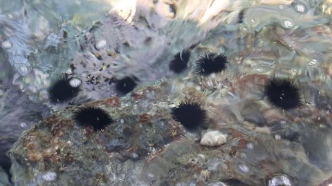 Black sea urchins on underwater stones