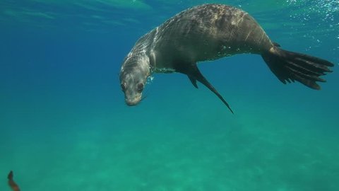 Australian fur seal in slow motion underwater HD. Pinnipedia. pusillus doriferus