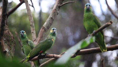 Beautiful green parrot birds on tree branch, bird park, Foz do Iguacu in Brazil