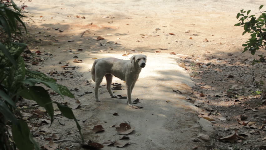 white dog barking, wide angle