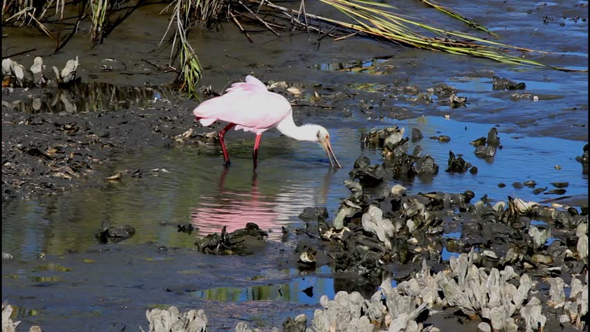 Roseate Spoonbill feeding during low tide