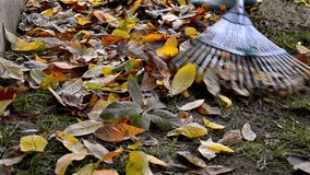 worker raking neatly with garden rake autumn dry tulip tree leaves in garden, close up HD stock video