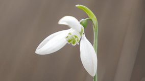 Shallow DOF lonely snowdrop in the garden 4K 2160p UHD natural footage - Galanthus nivalis snowdrop natural environment outdoor 4K 3840X2160 UHD video