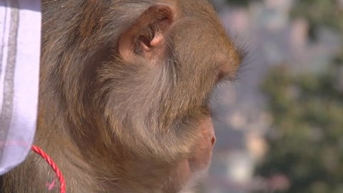 Japanese Macaque Snow Monkey Itching Video De Stock 100 Libre De Droit Shutterstock