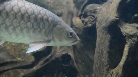 Chanos Chanos Chanidae Milkfish Underwater Stock Footage Video 100 Royalty Free 29552377 Shutterstock