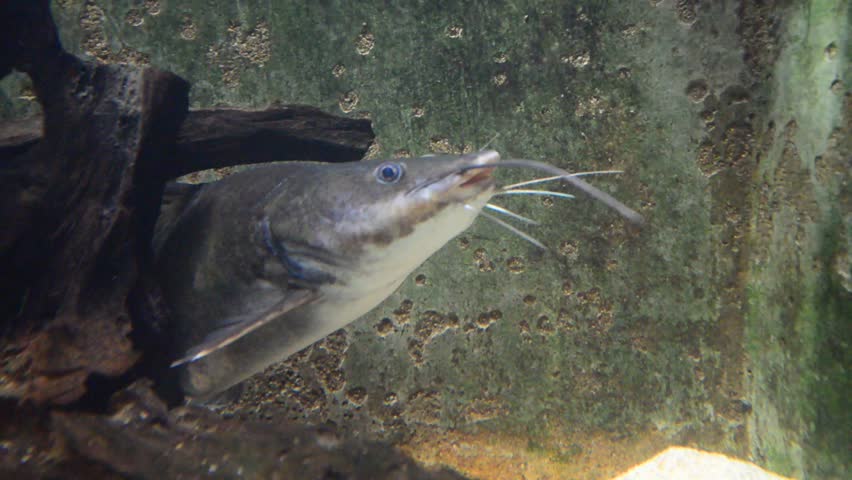 Yellow Catfish In Aquarium.
Other names are Ameiurus natalis, also called the "yellow bullhead", Pylodictis olivaris, also called the "flathead catfish".