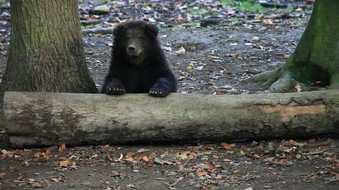 brown bear on a log in a forest - Βίντεο στοκ