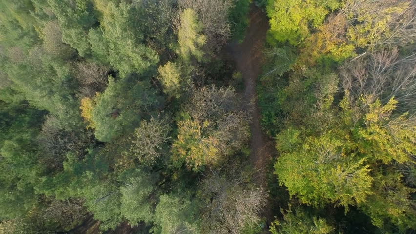 House in the middle of the forest . helicopter camera flaying above the house standing in the middle of the forest in the middle of a countryside.