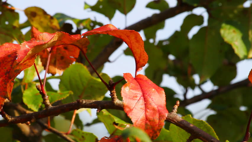 autumn leaf on a branch