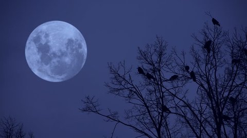 Ravens on the tree at midnight.