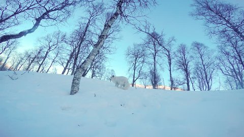 Arctic fox running around in the snowy winter landscape