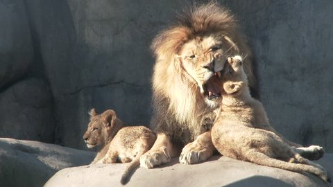Adult male lion shows his love to his two little cubs, captured in 4K.