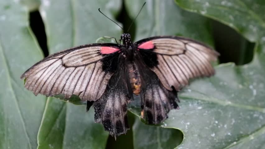 Great Mormon Butterfly, Female