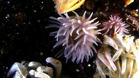 Beadlet anemone (Actinia equina) eats polychaete worm (Nereis sp.) during the mass spawning, medium shot. Black Sea. Ukraine.
