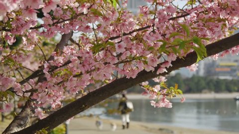 Blooming cherry blossoms along the coast and silhouette of an anonymous person walking 2 dogs. Stock Video