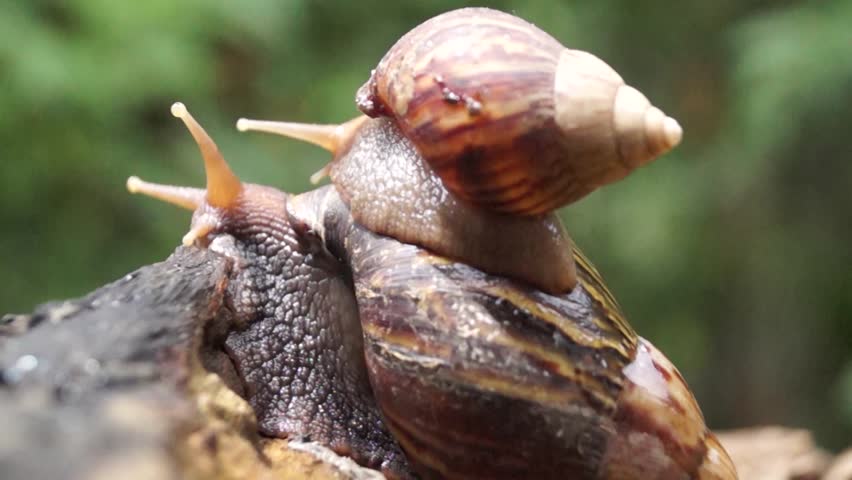 Algae Eating Black Japanese Trapdoor Stock Footage Video 100 Royalty Free 9085835 Shutterstock