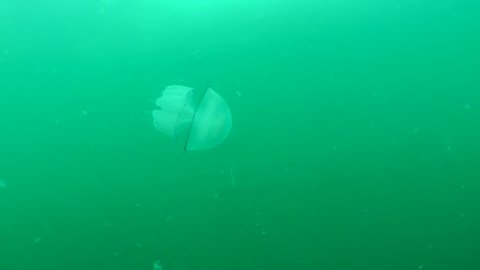 Rhizostome jellyfish (Rhizostoma pulmo) moves in the water by reducing the dome, medium shot. Black Sea. Ukraine.
