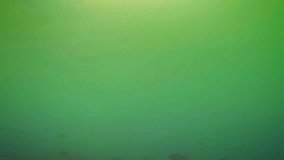 Video FullHD - School of endangered. wild bala sharks swimming around in the naturally murky. green water of the Nam Song River near Vang Vieng. Laos.