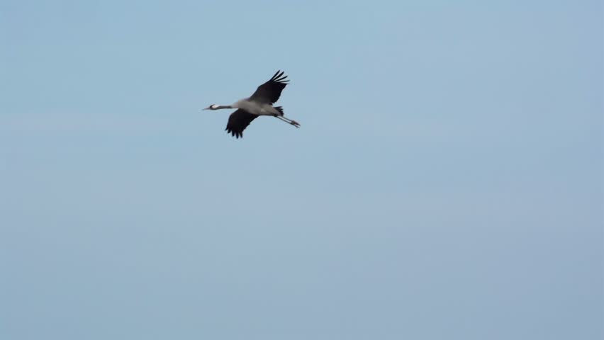 Group of migrating Common Cranes or Eurasian Cranes (Grus Grus) bird flying high up in the air during an autumn day.