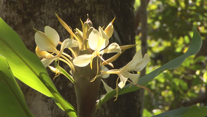 Yellow Ginger Flowers A Yellow Stock Footage Video 100 Royalty Free Shutterstock