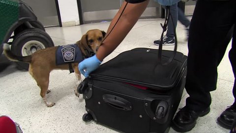 CIRCA 2010s - Homeland Security uses canine sniffer dogs to look for drugs at an American airport.