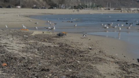 Sea gulls at sea. birds at black sea beach. Varna, Bulgaria,
 