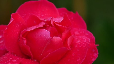 4K Ultra HD : Close up red rose with dew drop