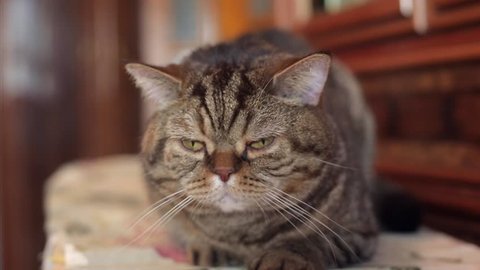 1080p video - British cat whiskas with big eyes lying on the sofa and sleep grumpy cat