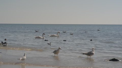 Sea gulls at sea. Black sea, Varna, Bulgaria.
 