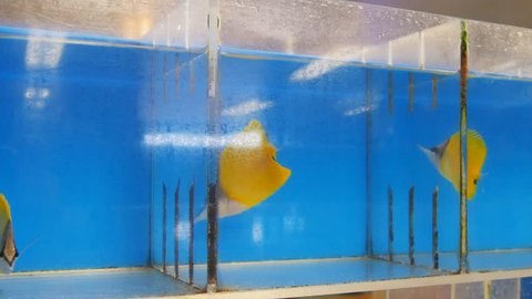 colorful yellow longnose butterfly fish for sale at a tropical fish wholesaler in hawaii