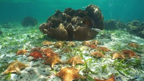Group of starfish, Cushion sea star, underwater on the seabed with coral in background, Caribbean
