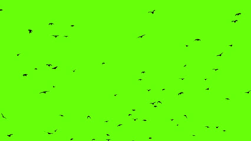 raven flock green screen Stock Footage Video (100% Royalty-free ...