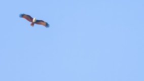 Video 1920x1080 - Extreme zoom shot of a Brahminy Kite. a medium sized bird of pray. soaring at high altitude in search of food along a beach in Thailand. Southeast Asia.