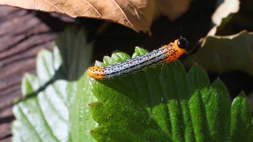 Caterpillar on green leaf, macro