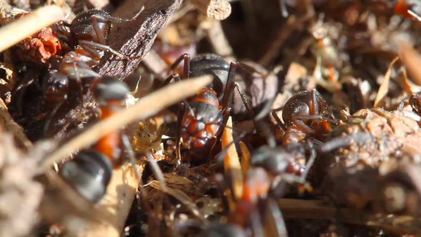 Ants building anthill, macro